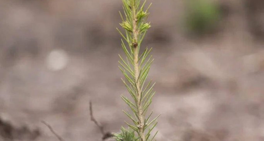 В Удмуртии восстановили уже почти три тысячи гектаров леса