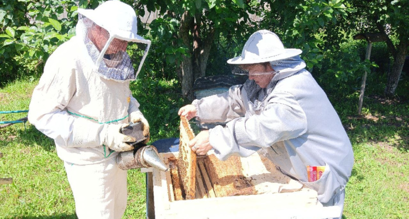 До осени в Удмуртии должны пересчитать всех пчел