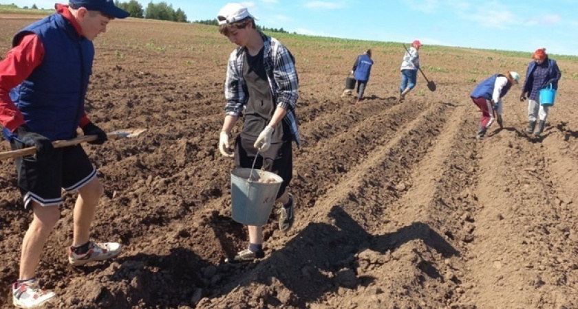 54 подростка из Глазовского района нашли подработку на лето.