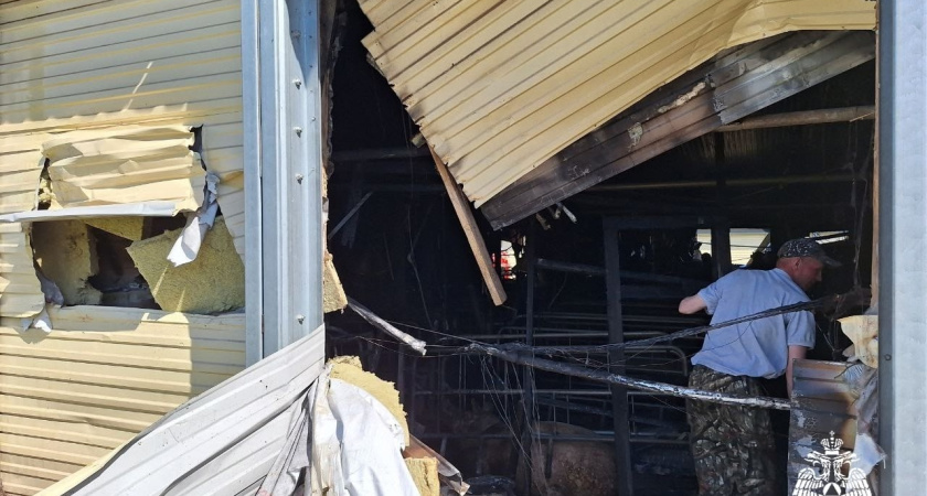 Два поросенка погибли на ферме в Удмуртии