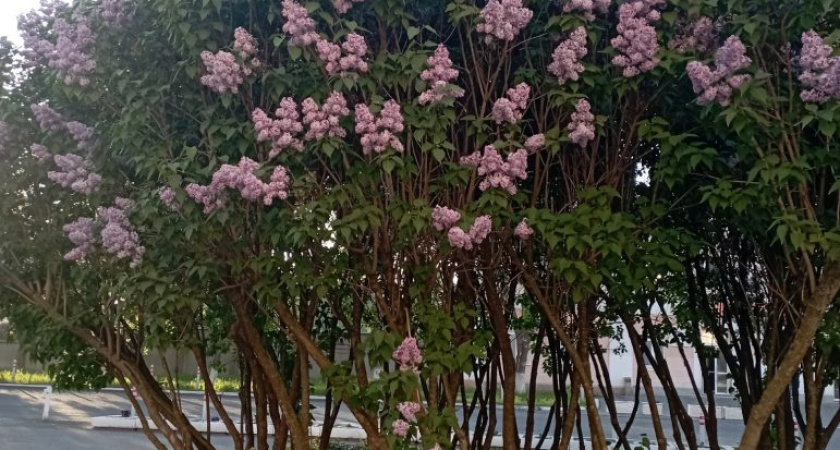 Погода в Глазове на 31 мая