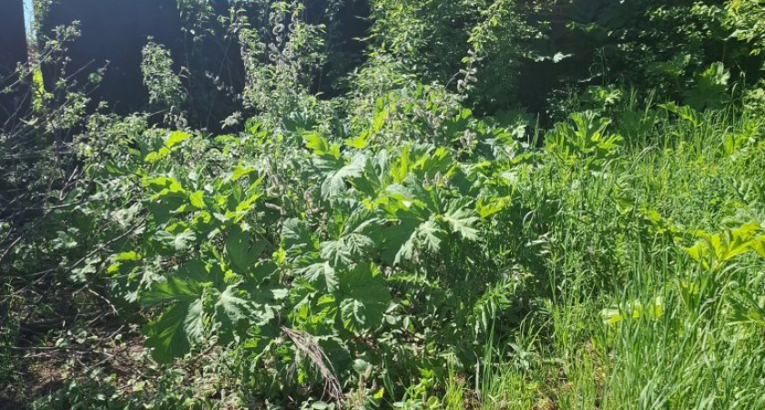Жители домов на улице Чапаева в Глазове жалуются на заросли борщевика