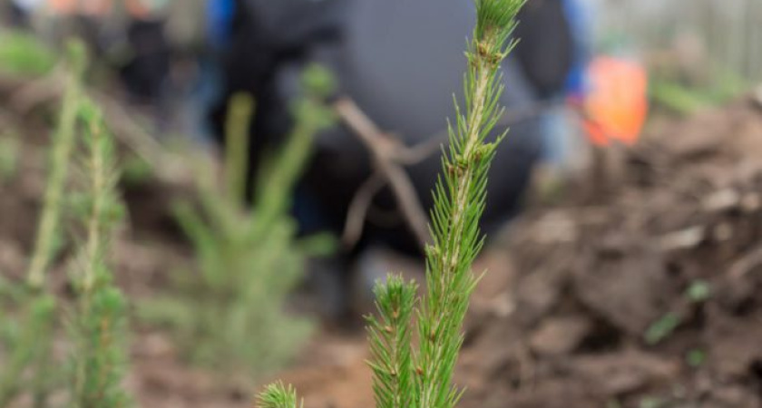 В Удмуртии активно продолжают заниматься лесовосстановлением