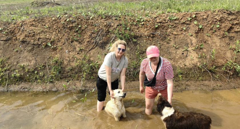 В Глазове впервые пройдут гонки по пересеченной местности с собаками "Энергия Лап" (12+)