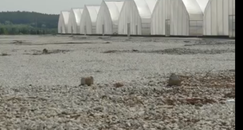 В Сарапуле строят питомник хвойных деревьев на 45 миллионов саженцев в год