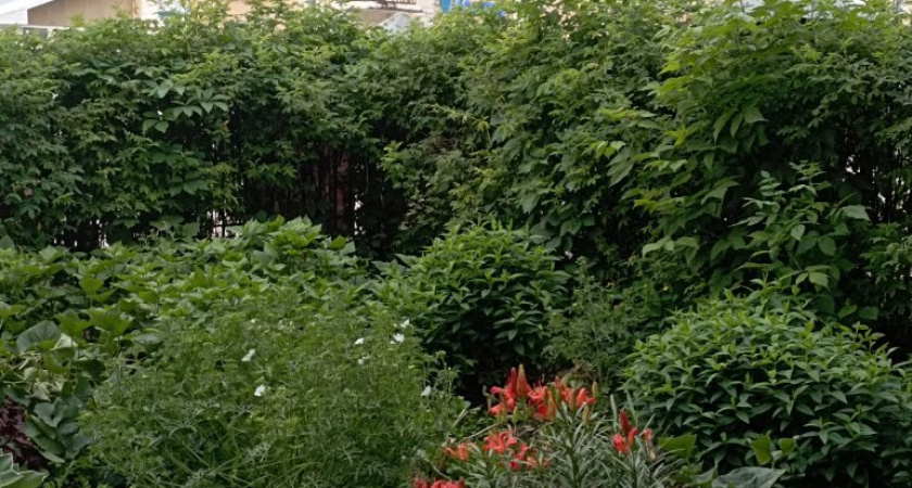 Погода в Глазове на 20 июня