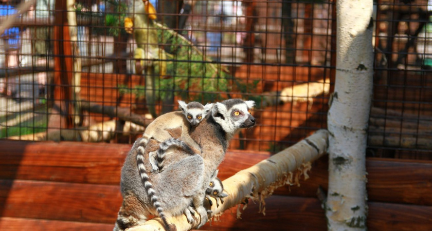 В Зоопарке Удмуртии полосатое пополнение