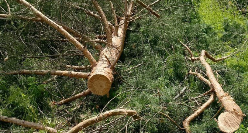 Житель Удмуртии подозревается в незаконной рубке деревьев в особо крупном размере