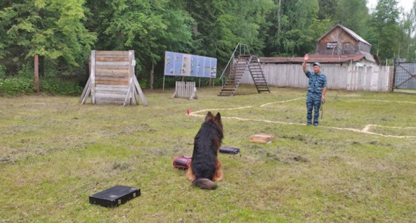 Викинг и Мирослава - служебные собаки, которые работают с лучшими кинологами в УФСИН по Удмуртии
