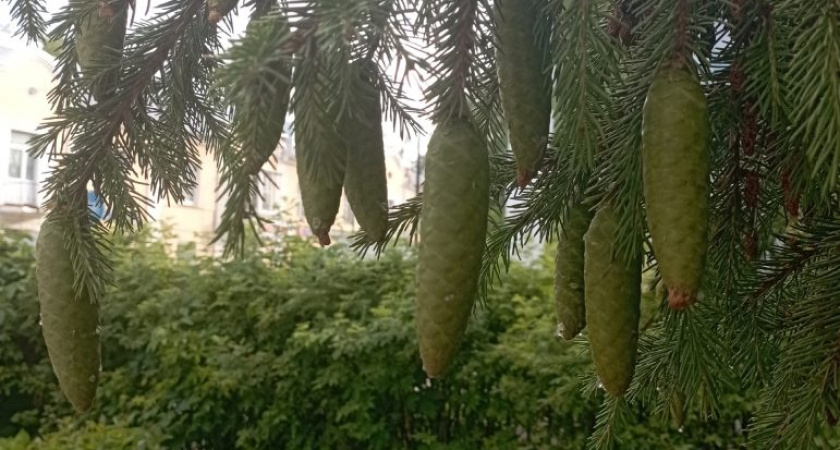 Погода в Глазове на 1 июля