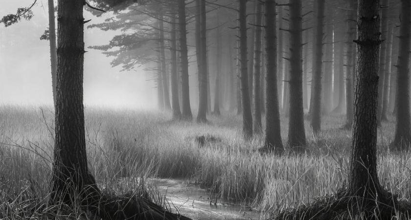 В Удмуртии пожарные помогли мужчине выбраться из болота