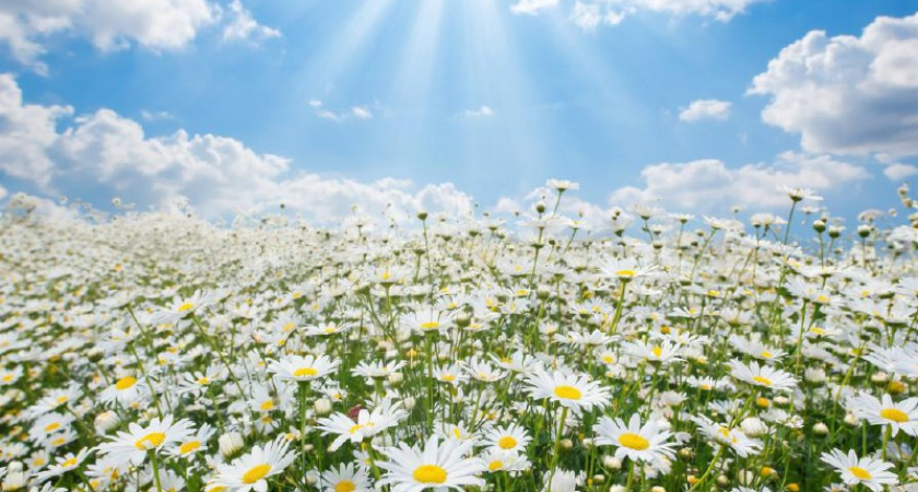 В День семьи, любви и верности в Глазове за 17 лет создали свои семьи 73 пары