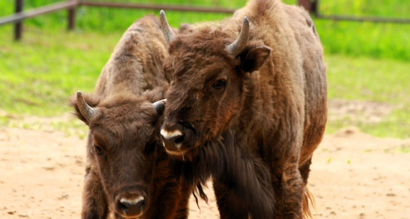 В зоопарке Удмуртии открыли вольер для зубров