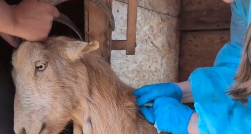 Специалисты Госветслужбы Удмуртии за 6 месяцев вакцинировали против бешенства более 200 тысяч голов сельхозживотных и 60 тысяч собак и кошек