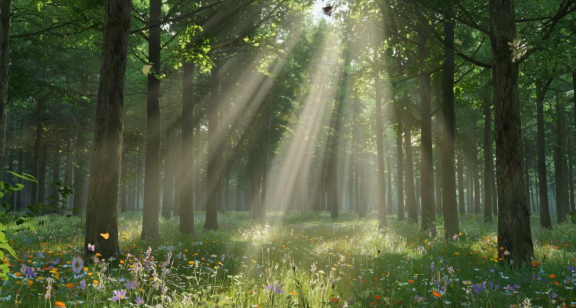 11 га бесхозного леса нашли в Ярском районе