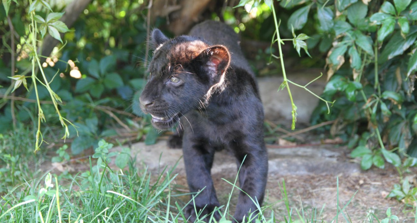В зоопарке Удмуртии в вольере гуляют котята ягуара
