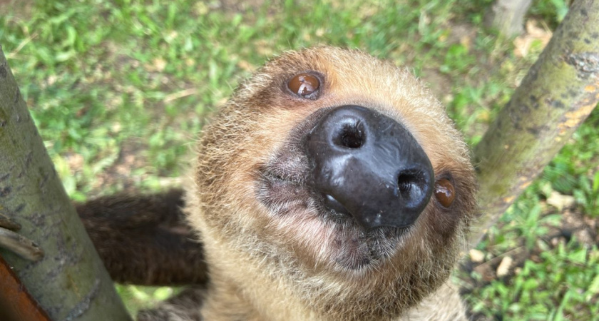 Ленивец из Ижевского зоопарка отпраздновала свой десятый день рождения