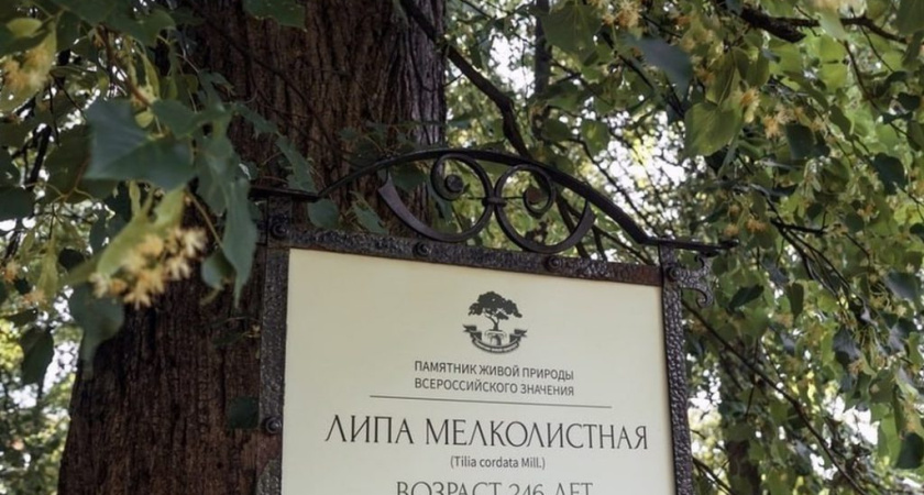 Липа, которая стала свидетелем детства Чайковского, вошла в топ-15 лучших деревьев России