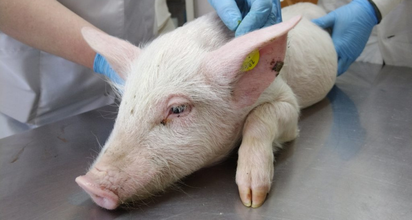 Ветеринарная служба Удмуртии продолжает учет и маркировку сельскохозяйственных животных