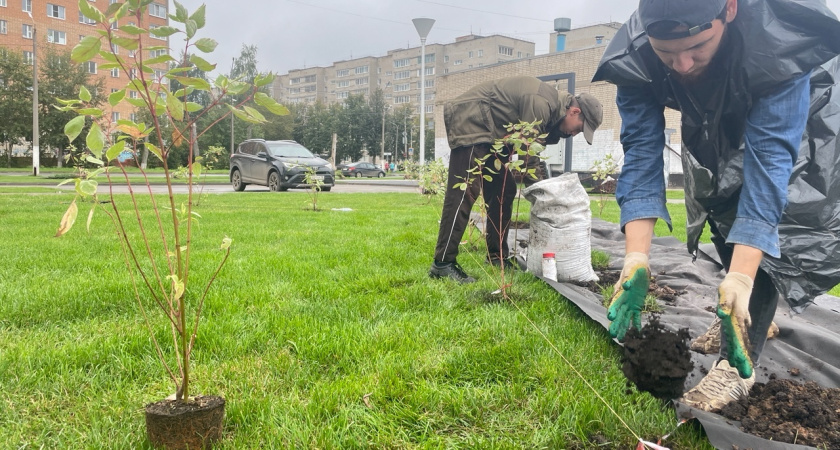 Восемь кедров высадят в Глазове около нового Центра культурного развития «Крылья»