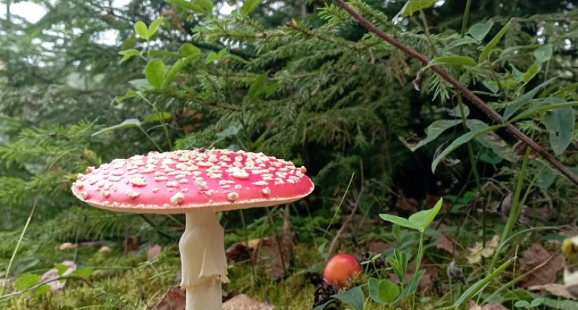 Погода в Глазове на 7 сентября