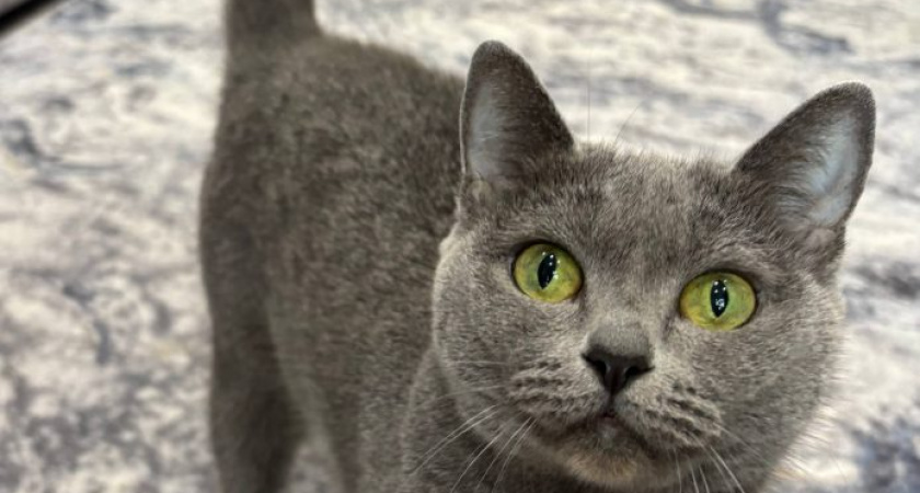 Жителям Удмуртии напомнили о диспансеризация питомцев после дачного сезона 