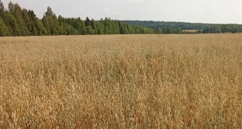 В Удмуртии из-за переувлажнения почвы ввели режим ЧС.