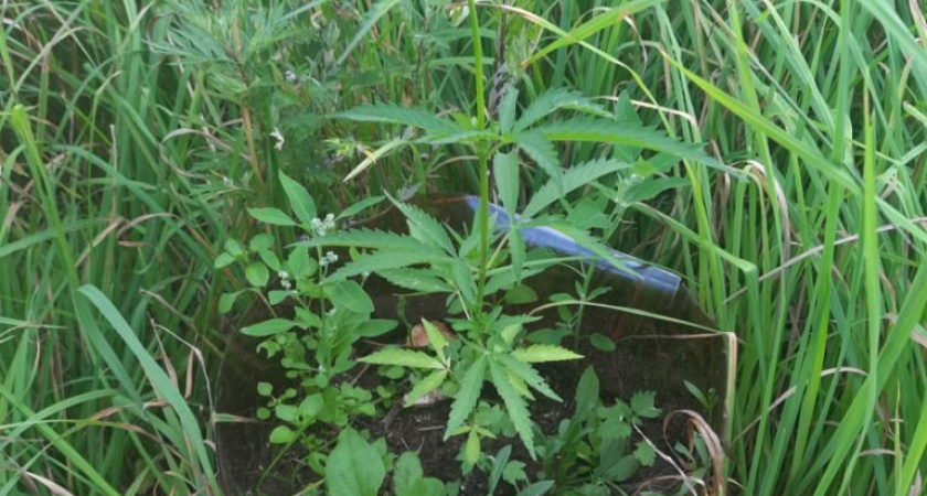 Полицейские Удмуртии выявлены два факта культивирования конопли