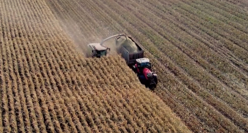 В Удмуртии, несмотря на ЧС, урожайность зерновых превышает показатели прошлого года 