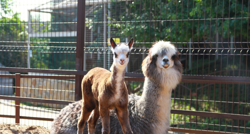 В Зоопарке Удмуртии очередное пушистое пополнение