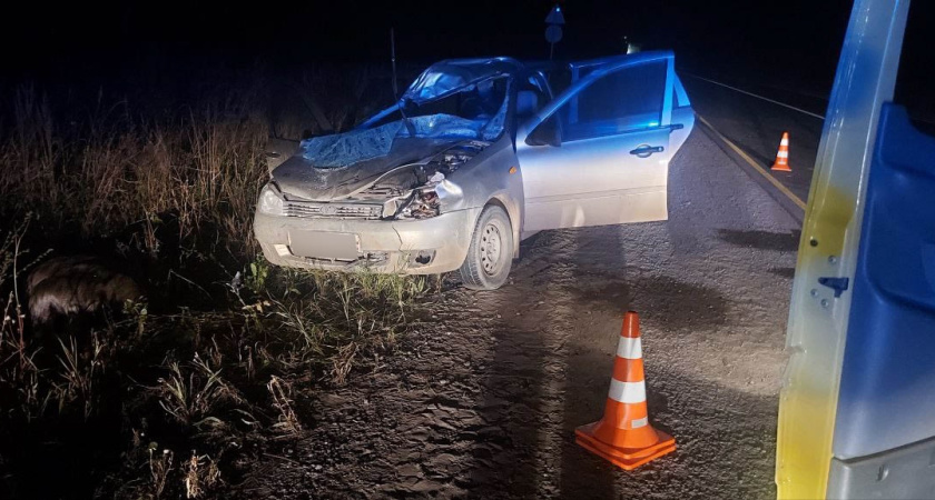 ДТП с участием лося произошло в Удмуртии