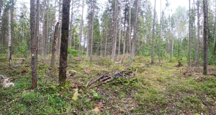 В Удмуртии задержан подозреваемый в незаконной рубке деревьев