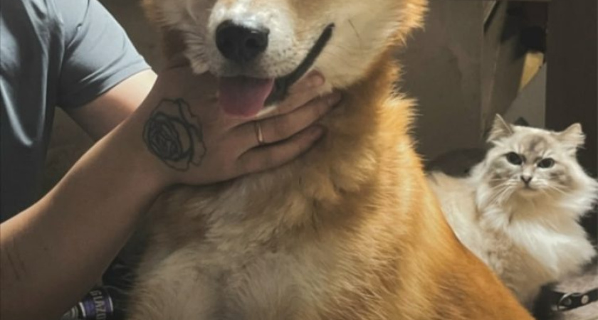 Неизвестные бросили собаку на привязи в Заречном парке в Глазове