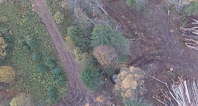 Незаконную рубку леса выявили в Удмуртии с помощью беспилотника