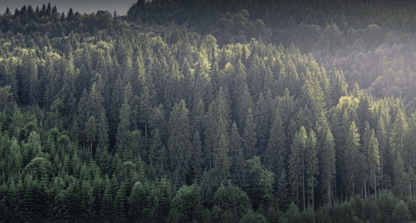 Рослесхоз отметил высокий уровень защиты лесов в Удмуртии