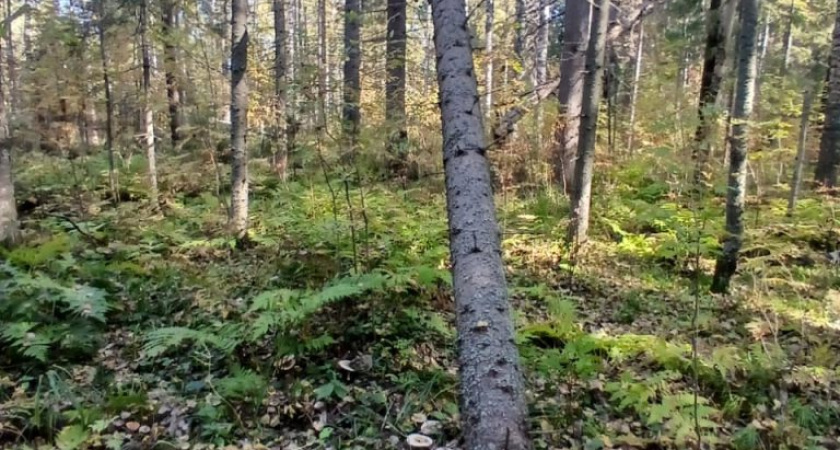 В Удмуртии задержан подозреваемый в незаконной рубке леса на сумму свыше 200 тысяч рублей