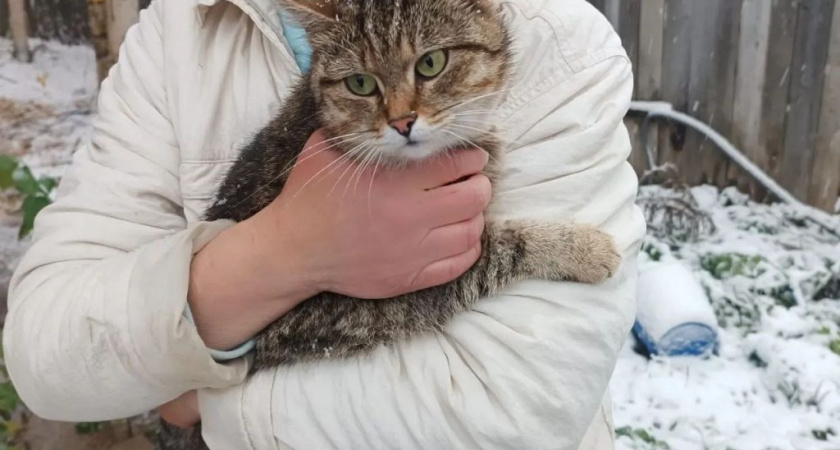 В Глазове спасатели вытащили кошку из вентиляционной шахты