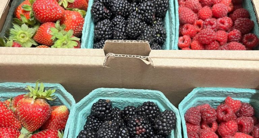 Первый урожай ежевики в этом году сняли в фермерском хозяйстве Воткинского района