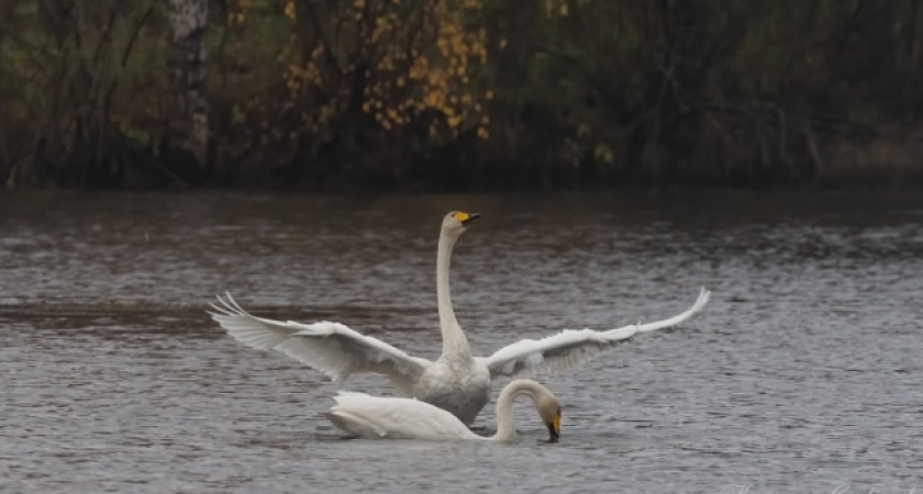 В Глазовском районе запечатлели лебедей