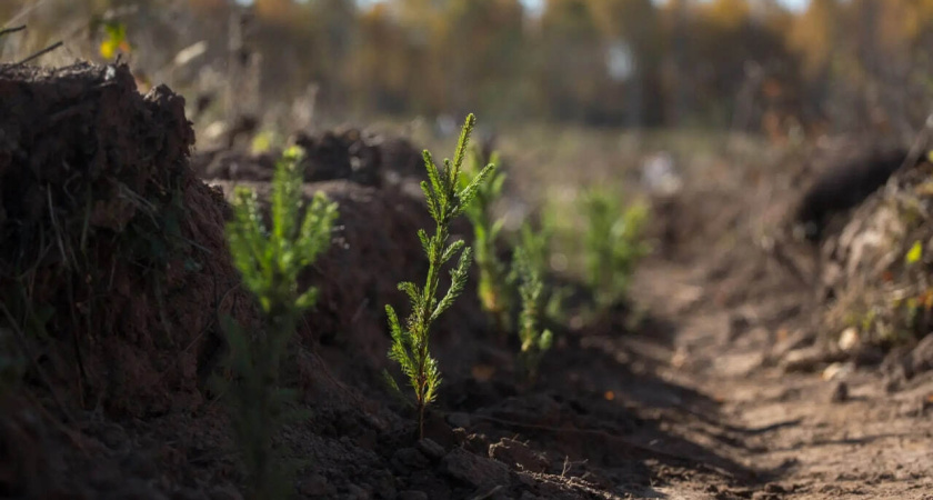 Более 9 тысяч гектаров лесов восстановили в Удмуртии в этом году