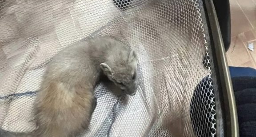 Спасатели помогли поймать куницу в библиотеке сарапульского техникума