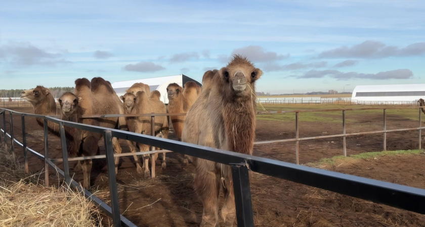 Верблюдица по имени Яшма появилась в Ижевском зоопарке