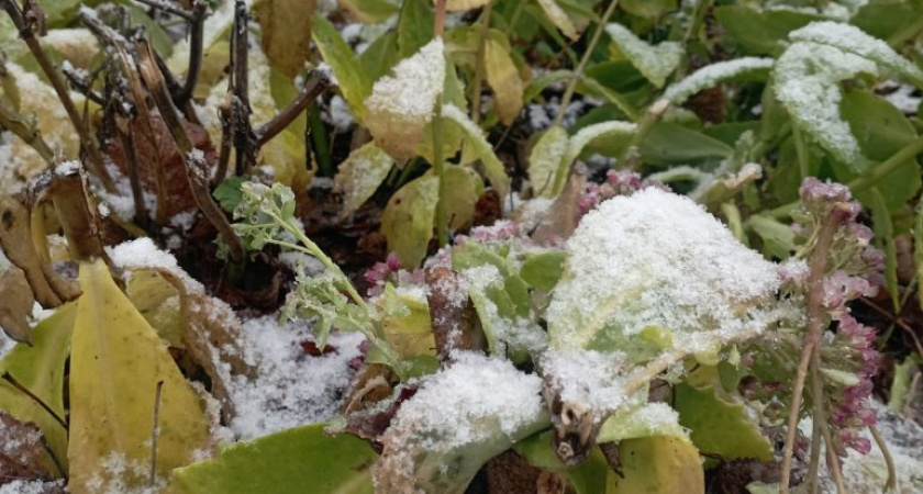 Погода в Глазове на 22 ноября