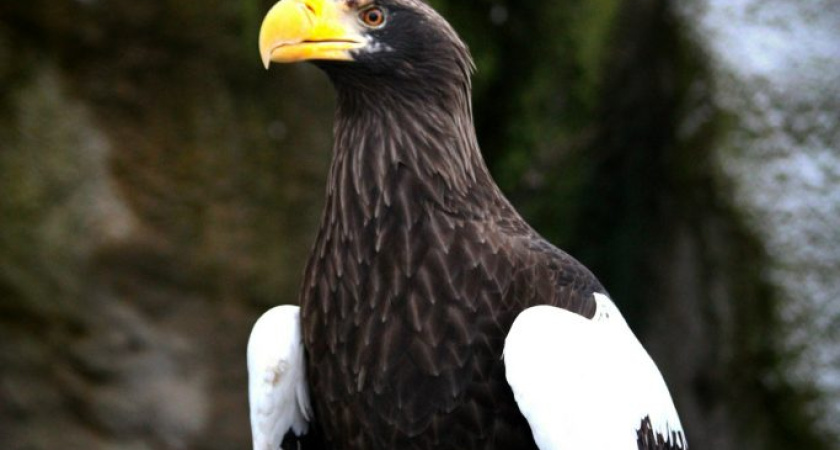 В зоопарке Удмуртии теперь можно увидеть нового обитателя — самку белоплечего орлана