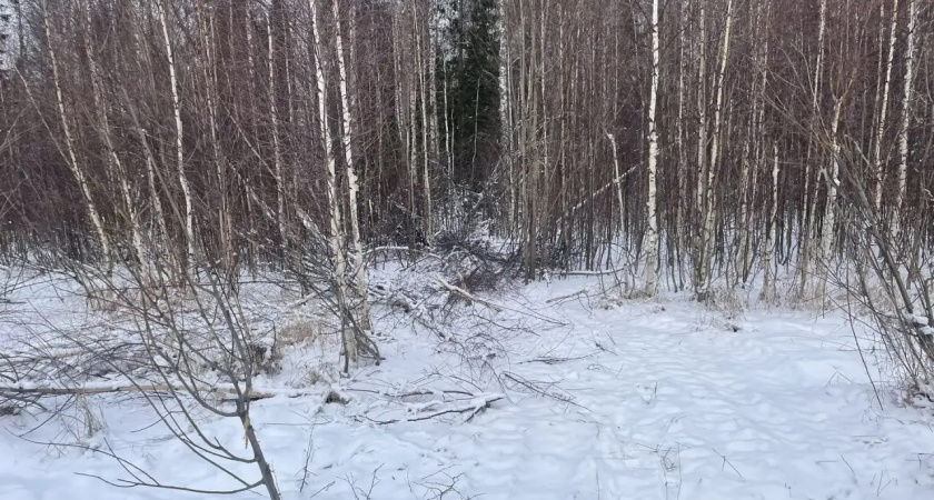 Житель Удмуртии задержан за незаконную рубку леса