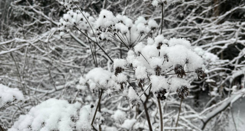 В понедельник Удмуртию ожидает ветреная и снежная погода с ослабевающей метелью