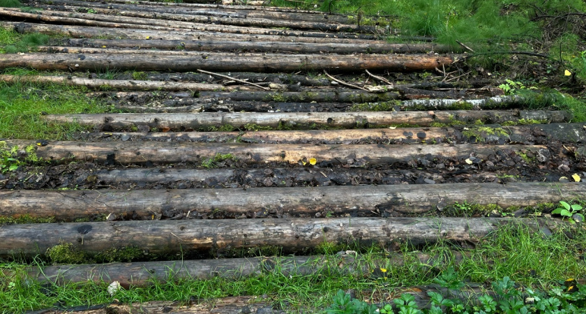 В Удмуртии лесопатологи обследовали более 9 тысяч гектаров древесных массивов