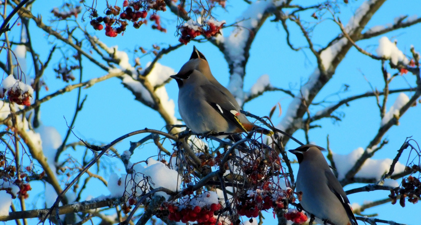 Морозы до −27 градусов ожидаются в Удмуртии 