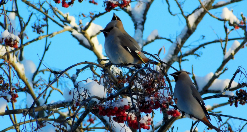 Глазовские дошкольники участвуют в экологической акции «Покормите птиц зимой»