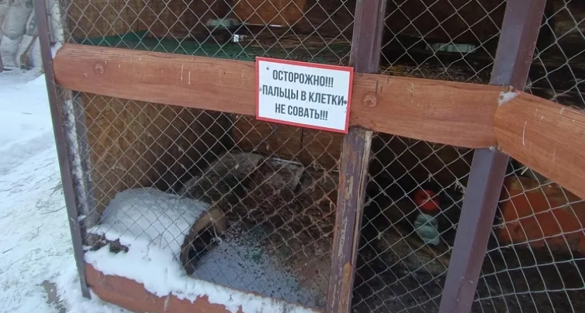 В Удмуртии выявили зверинец, который работал без лицензии